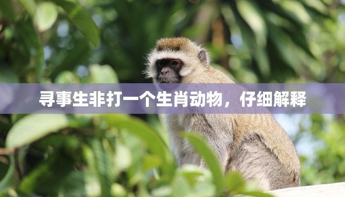 良辰美景打一个生肖,全新揭晓 良辰美景打一个生肖,全新揭晓