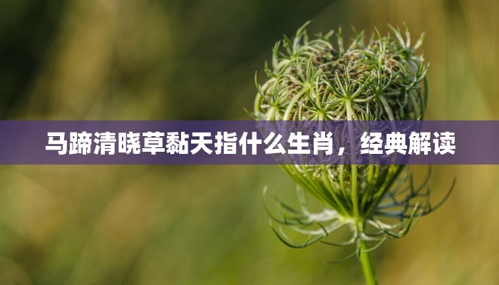 晓雾蒙蒙指什么生肖，权威揭晓