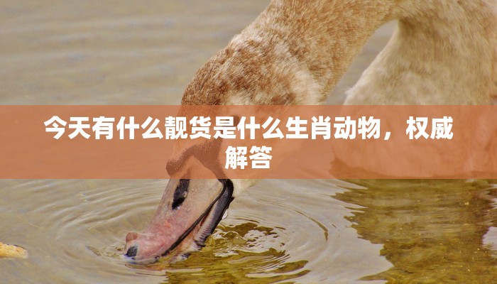 今天有什么靓货是什么生肖动物,权威解答 今天有什么靓货是什么生肖动物,权威解答