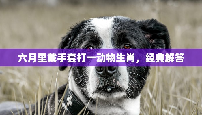 六月里戴手套打一动物生肖,经典解答 六月里戴手套打一动物生肖,经典解答