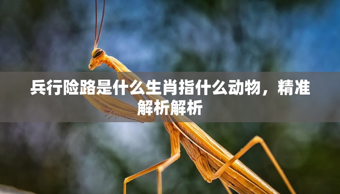 兵行险路是什么生肖指什么动物，精准解析解析