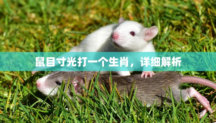 鼠目寸光打一个生肖，详细解析