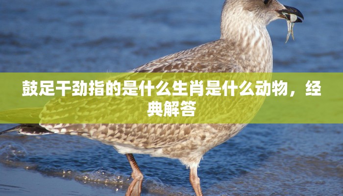 三翻四复代表什么生肖,答案落实 三翻四复代表什么生肖,答案落实