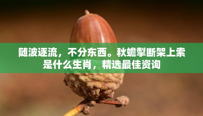 随波逐流，不分东西。秋蟾掣断架上索是什么生肖，精选最佳资询