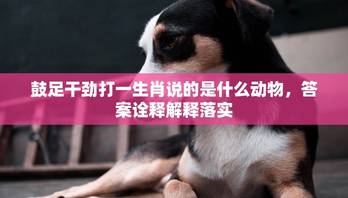 鼓足干劲打一生肖说的是什么动物，答案诠释解释落实