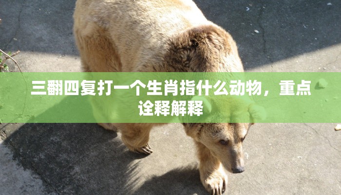 三翻四复打一个生肖指什么动物，重点诠释解释