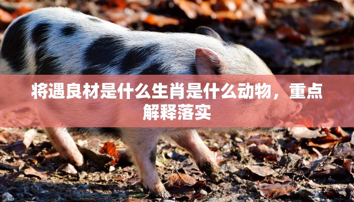 将遇良材是什么生肖是什么动物,重点解释落实 将遇良材是什么生肖是什么动物,重点解释落实