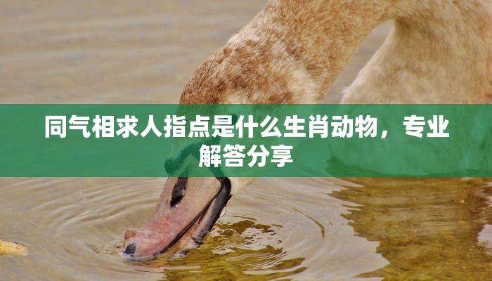 同气相求人指点是什么生肖动物,专业解答分享 同气相求人指点是什么生肖动物,专业解答分享