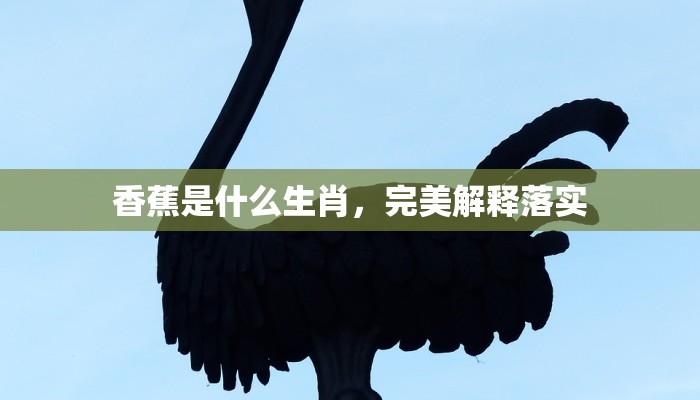 香蕉是什么生肖，完美解释落实