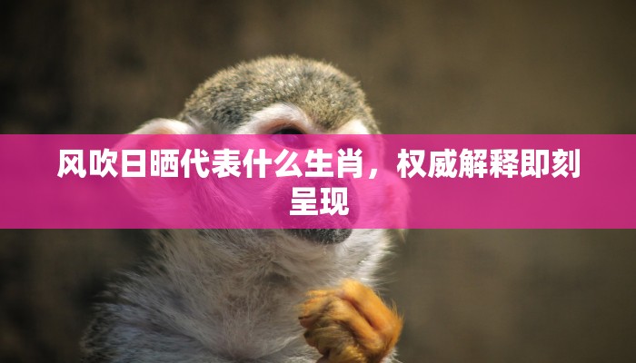 风吹日晒代表什么生肖，权威解释即刻呈现