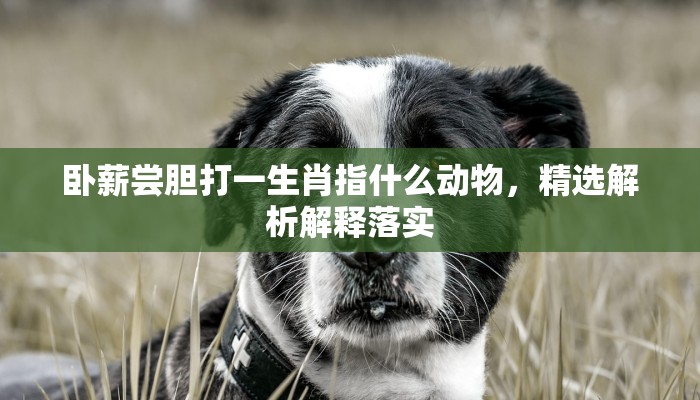 卧薪尝胆打一生肖指什么动物，精选解析解释落实