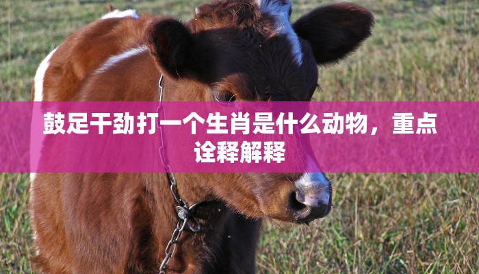 鼓足干劲打一个生肖是什么动物，重点诠释解释