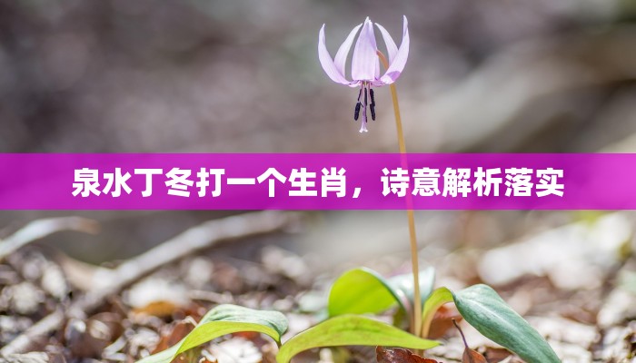 泉水丁冬打一个生肖，诗意解析落实
