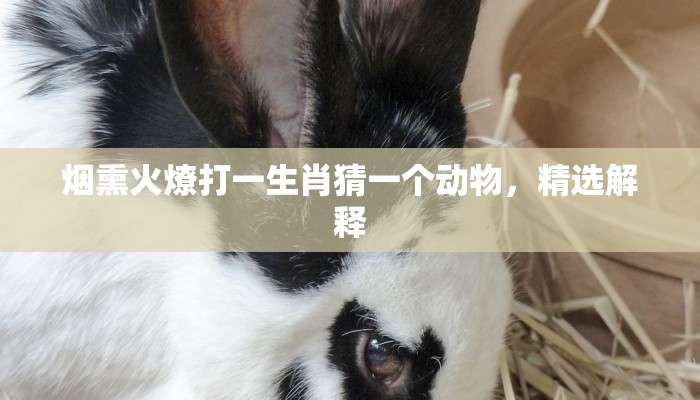 烟熏火燎打一生肖猜一个动物,精选解释 烟熏火燎打一生肖猜一个动物,精选解释