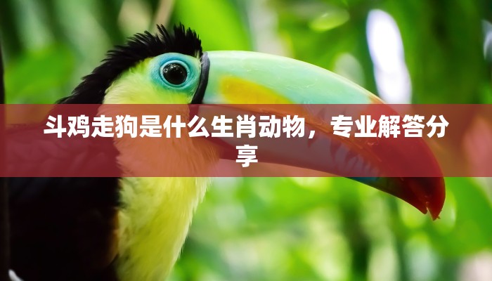 斗鸡走狗是什么生肖动物,专业解答分享 斗鸡走狗是什么生肖动物,专业解答分享