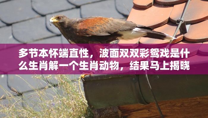 多节本怀端直性,波面双双彩鸳戏是什么生肖解一个生肖动物,结果马上揭晓 多节本怀端直性,波面双双彩鸳戏是什么生肖解一个生肖动物,结果马上揭晓