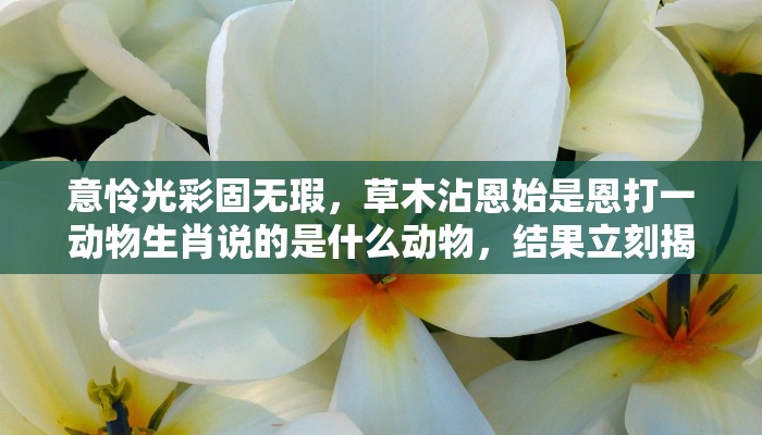 意怜光彩固无瑕,草木沾恩始是恩打一动物生肖说的是什么动物,结果立刻揭晓落实 意怜光彩固无瑕,草木沾恩始是恩打一动物生肖说的是什么动物,结果立刻揭晓落实