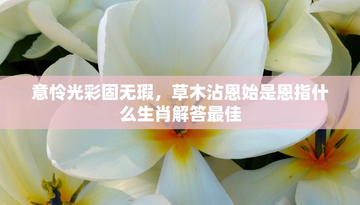 意怜光彩固无瑕，草木沾恩始是恩指什么生肖解答最佳