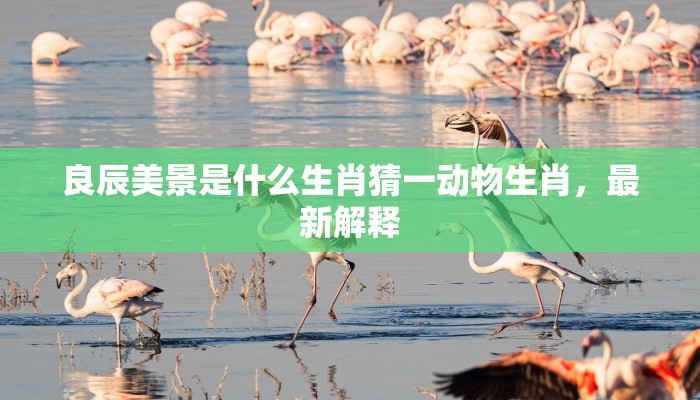 良辰美景是什么生肖猜一动物生肖,最新解释 良辰美景是什么生肖猜一动物生肖,最新解释