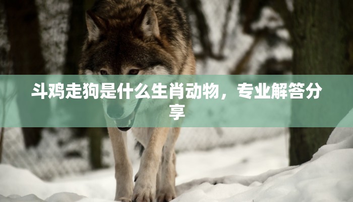 斗鸡走狗是什么生肖动物，专业解答分享