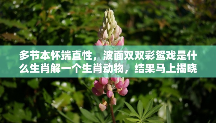 多节本怀端直性,波面双双彩鸳戏是什么生肖解一个生肖动物,结果马上揭晓 多节本怀端直性,波面双双彩鸳戏是什么生肖解一个生肖动物,结果马上揭晓