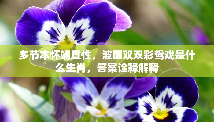 多节本怀端直性，波面双双彩鸳戏是什么生肖，答案诠释解释