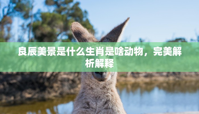 良辰美景是什么生肖是啥动物，完美解析解释