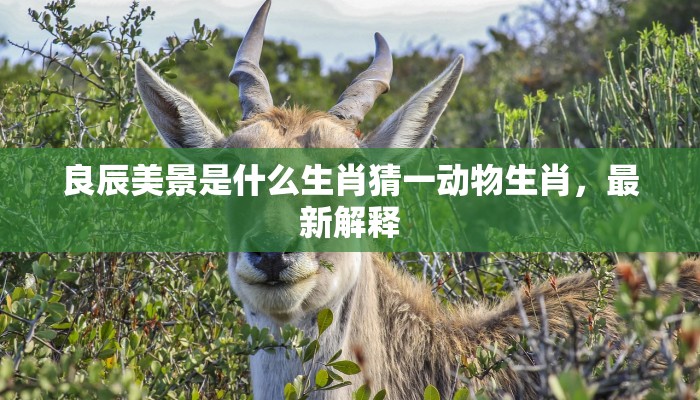 良辰美景是什么生肖猜一动物生肖，最新解释