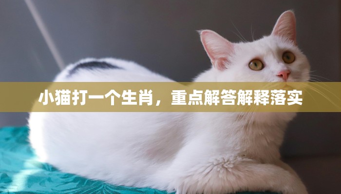 小猫打一个生肖，重点解答解释落实